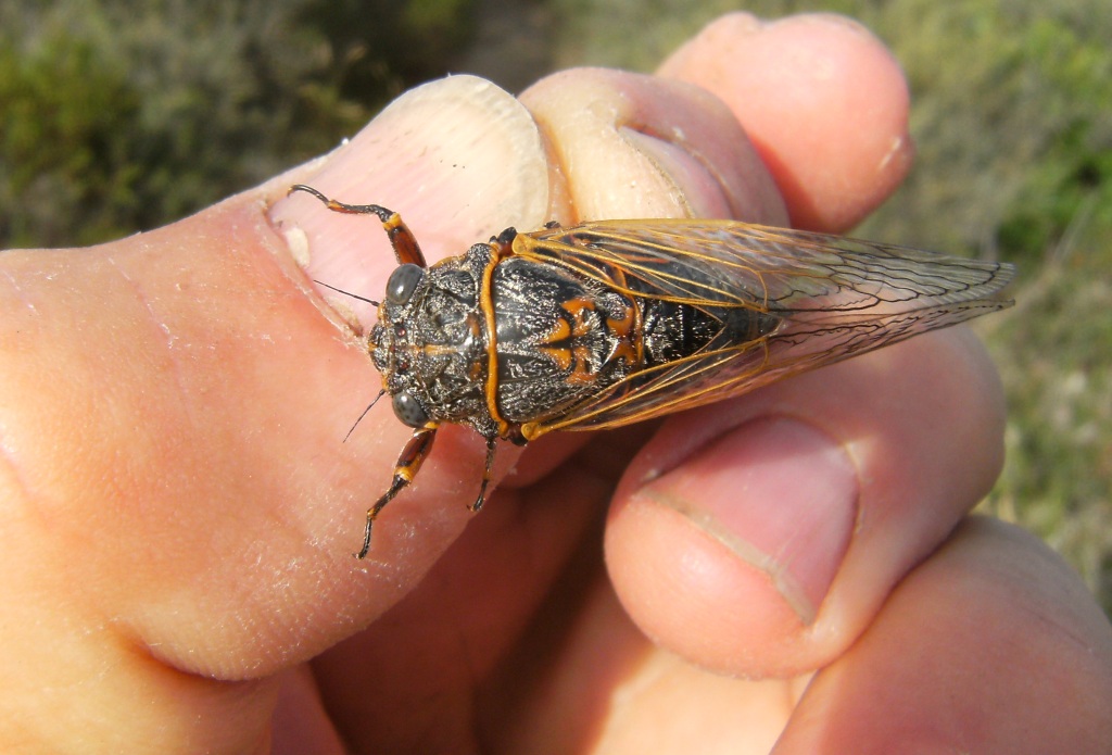 Tettigetta?